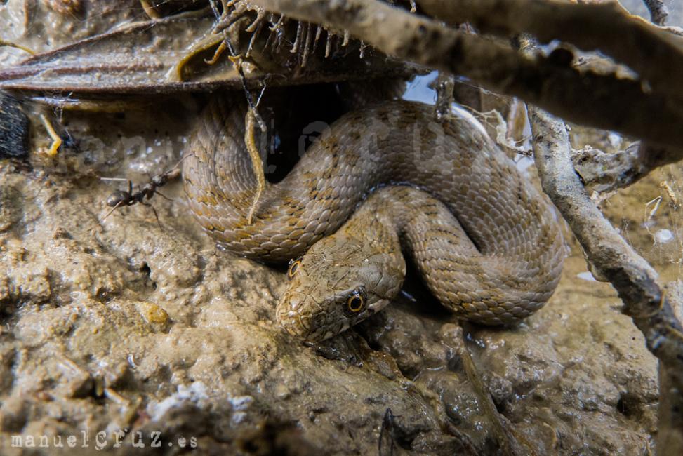 Culebra viperina (Natrix maura)